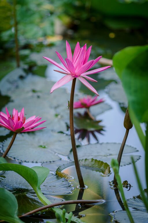 Beginner Tips for Composting at Home: A Simple Guide